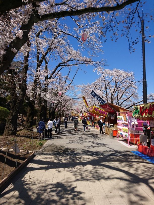 画像: 桜祭り